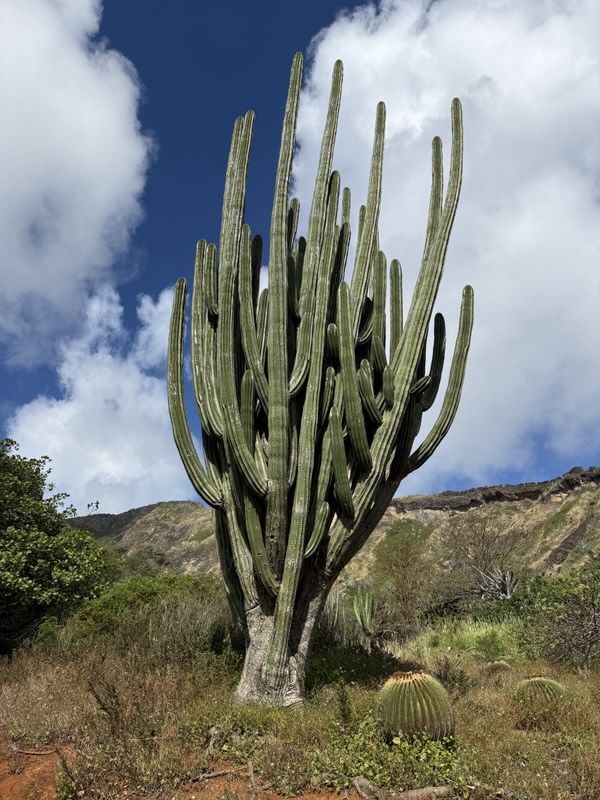 Riesiger Kaktus im Koko Crater Botanical Garden