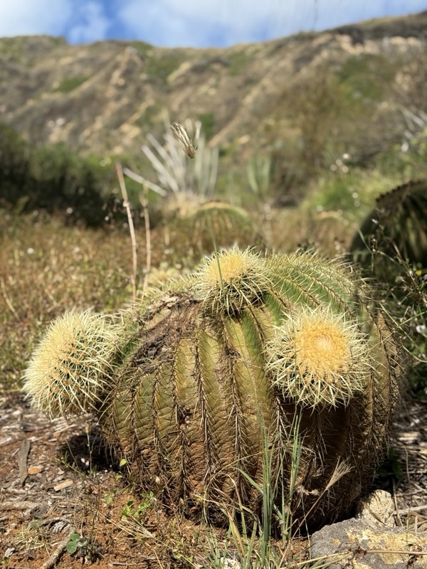 Kugelkakteen im Koko Crater