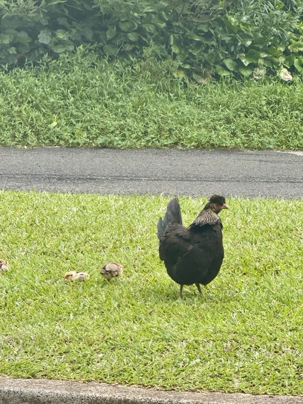 Henne mit Küken am Parkplatz des Nuʻuanu Pali Lookout